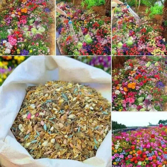 Fraser Flower Seeds Collection (Pack of 100) + FREE Plant Growth Supplement